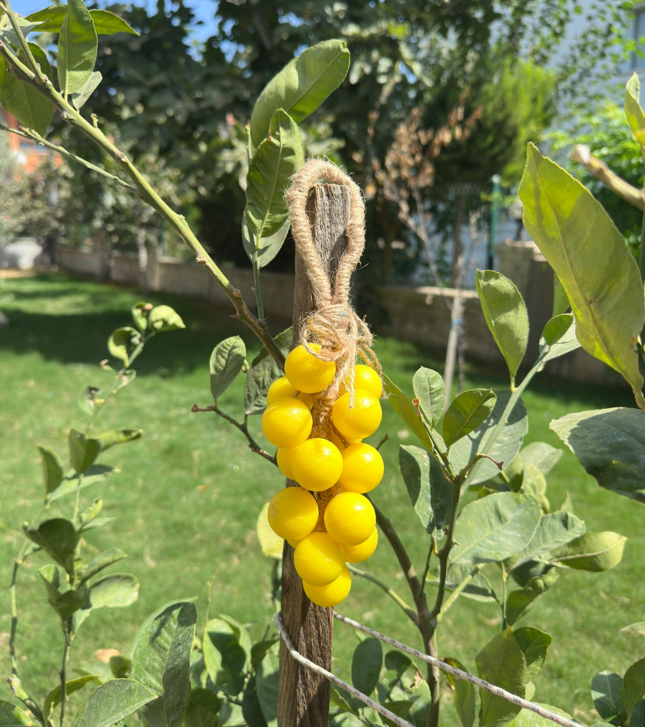 17’li Sarı Set – Limon Kokulu Sabun